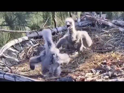Eaglets alone in nest | Dade County Eagle | Jan 6, 2026