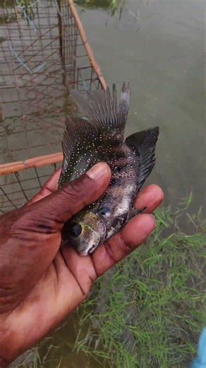gavran machhali #seafishing #fishing #bigcatfeverrods #fish #ajjubhaiinmymatch #freefire #a #nature