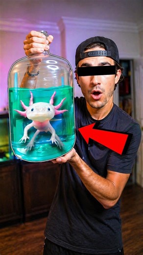 Inside the Axolotl’s Healing Power 😳