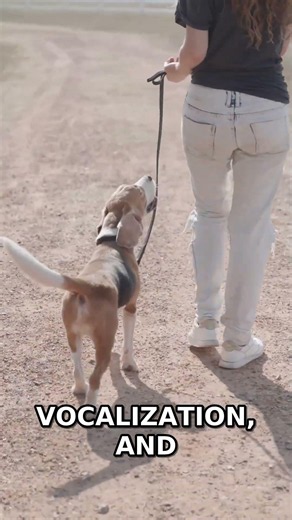 Basenjis Don't Bark - They Yodel Instead