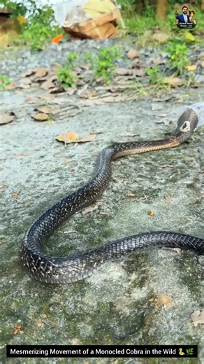 Mesmerizing Movement of a Monocled Cobra in the Wild 🐍🌿 #animals #wildliferescue #cobra #wildlife