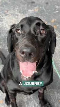 Optic Neuritis in Dogs: Phoebe’s Recovery