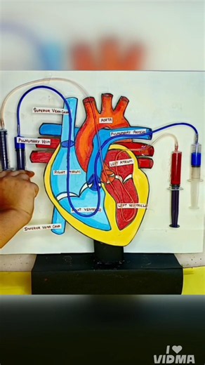 Human Heart working model for school science project exhibition @SubhamsArtCraftCreations