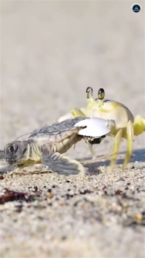 Baby Sea Turtles’ Incredible Journey to the Ocean 🐢🌊 | Turtle Facts