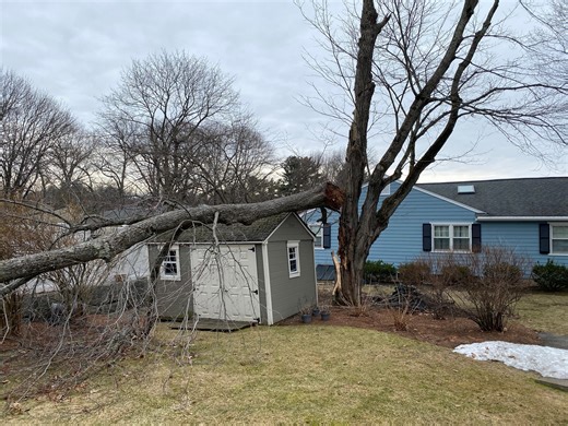 Experts warn: These tree problems are easy to miss until it’s too late