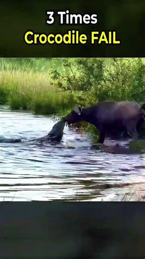 3 Times Crocodile FAIL