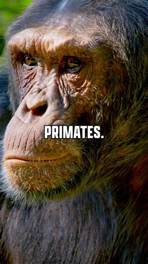 Coyote Peterson 🐺 on Instagram: "Chimps… adorable, intelligent, and unbelievably strong. That’s the duality that makes them fascinating—and dangerous. I’ve faced bears, sharks, even Komodo dragons, but a chimp? No thanks. They’re unpredictable, and when things go wrong, it’s bad. That’s why I’m excited to see how the new film @primatemovie captures this reality. What starts as sweet can turn terrifying in the blink of an eye. Chimps aren’t bad animals—they’re just not meant to be pets. Watch th