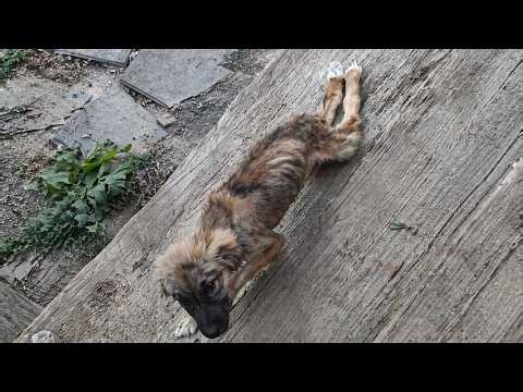 Crippled by a Dog Bite, He Knelt Begging for Help