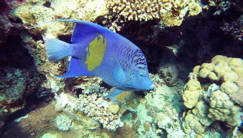 Подводные мир Красного моря