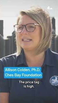 Environmental win: Oyster population up in Chesapeake Bay | NBC4 Washington