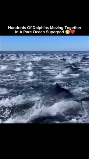 Hundreds Of Dolphins Moving Together In A Rare Ocean Superpod 🥹❤️