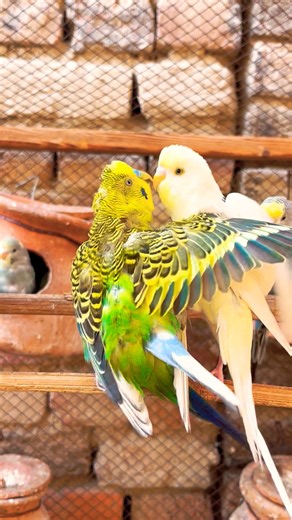 Australian Budgies Mating Calls 💚🐦 | Natural Breeding Sounds #short #budgies