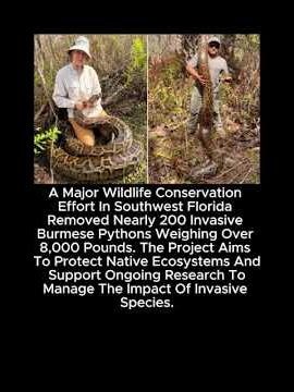 Florida Removes Over 8,000 Pounds of Invasive Burmese Pythons in Conservation Effort