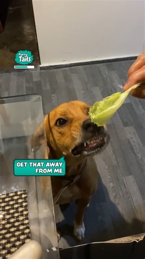 Doggo is not a fan of vegetables 😆 🥬 | Furry Tails