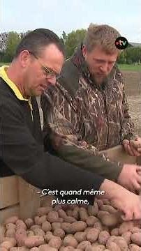 Surproduction de pommes de terre : des producteurs face à la crise