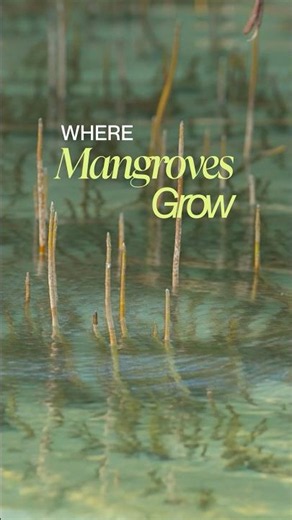 Where Mangroves Grow