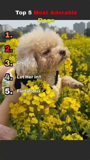 Top 5 Most Adorable Dogs 🐶❤️ (Too Cute to Handle!)