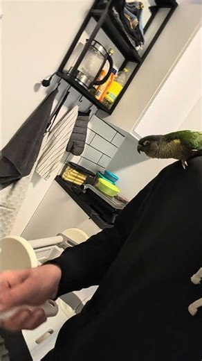 Green Cheek Conure Dancing to a Colander! || ViralHog