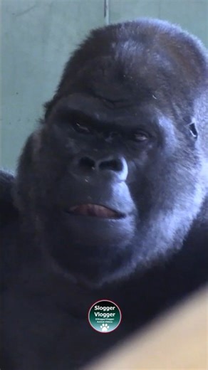 Silverback In The Dog House #gorillasound