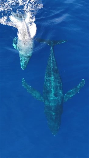 Pregnant Humpback Whale Spotted in Hawaii's Waters