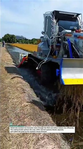 Rice Harvester Works Fast on Wet Fields #RiceFarming #FarmTech #Harvesting Efficiently All Day Now!