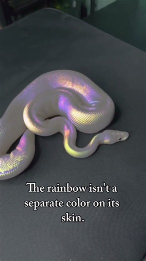 Reticulated Python | The Snake That Looks Like a Living Rainbow 🌈🐍
