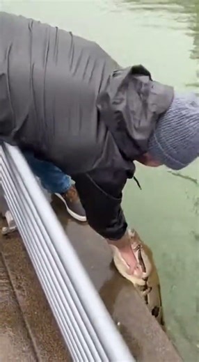 Giant Python Grabs His Forearm and Nearly Pulls Him Over