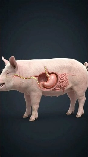 How Do Pigs Digest Dirty and Rotten Food? 🐷😱 #PigFacts #AnimalFacts #PigDigestion