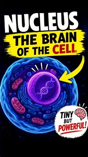 🧠 Every cell has a tiny control center! Meet the Nucleus—the brain of the cell #nucleus #biology