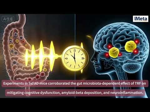 iMeta | Time-restricted feeding alleviates AD cognitive impairment via a gut-brain axis