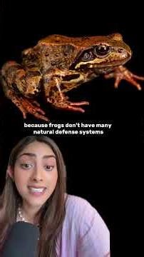 Scientists Finally Discover Why Our Ancestors Put Frogs in Milk