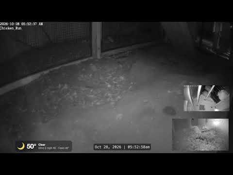 🐔 LIVE Chicken Cam 24/7 | Backyard Coop, Nest Box & Run