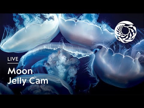 Live Moon Jelly Cam - Monterey Bay Aquarium