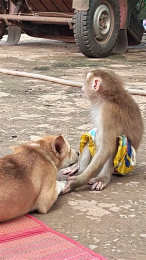 monkey very happy #monkey #animals #cute #monkeychallenge #babymonkey #entertaininganimals
