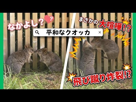 【衝撃】仲良くキス…と思ったら空中戦！？世界一幸せな動物クオッカの平和すぎる日常（埼玉県こども動物自然公園）