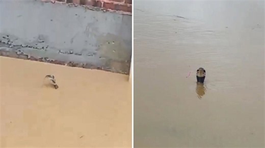 Cina, 900 serpenti fuggono da un allevamento dopo le alluvioni: un uomo morso, scatta l'allerta