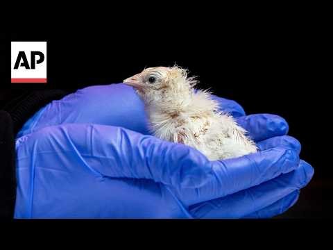 A de-extinction company says it has hatched live chicks from artificial eggshell