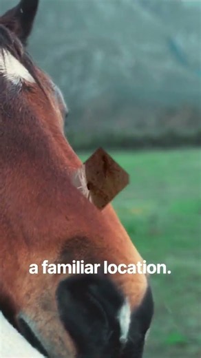 Inside the Horse Mind 4K 🐎| How Horses Think, Learn, Remember & Communicate #petproject #farrierlife
