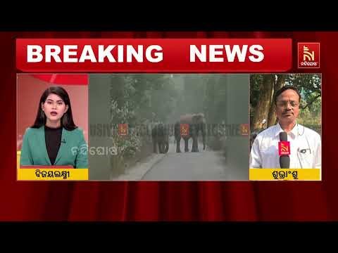 Tragic Elephant Attack in Khordha | Young Man Loses Life | Odia News | NandighoshaTV