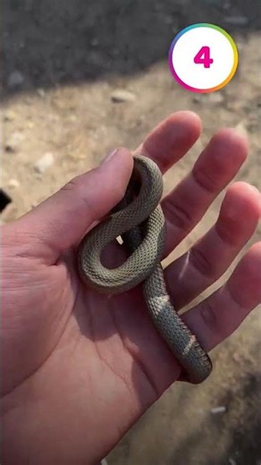 5 Most Dangerous Animals in Australia