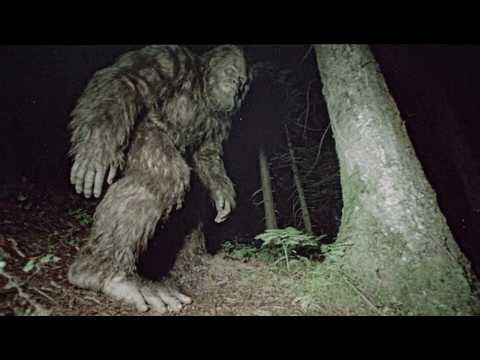 This Might Be the Closest a Sasquatch Has Ever Been to a Camera Without Knowing!!
