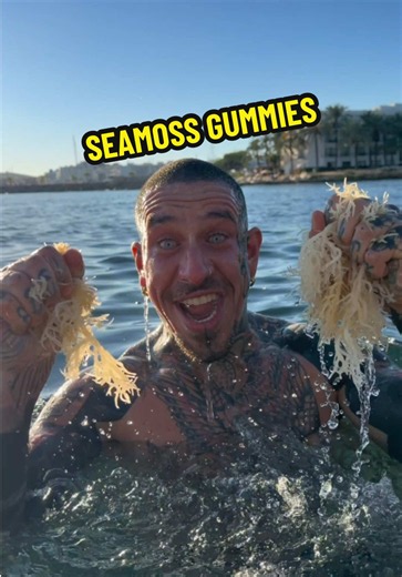 Seamoss Gummies: A Healthy Treat for Gut Health 🍬