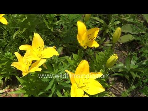 Bright yellow Asiatic Lilies blooming among fresh green buds in a sunlit garden bed