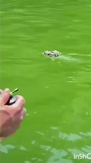 Remote Control Shark Prank on Swimmers! 🦈😂 #shortvideo