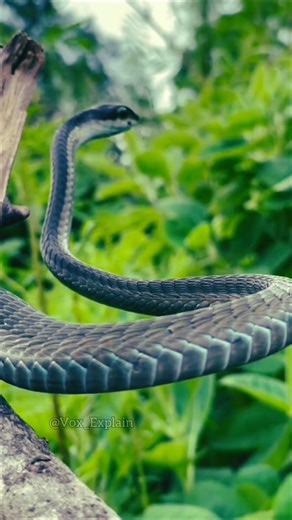 Boomslang Snake: The Silent Bite That Kills Hours Later | #snake