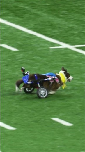 Happy National Pet Day! Throwback to when Sadie Mae stole the show 💙 | Detroit #Lions #Shorts