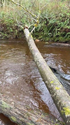 Creek Bridge (aka log) game cam set up.