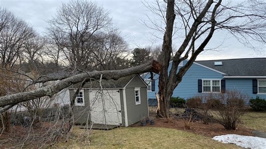Experts warn: These tree problems are easy to miss until it’s too late