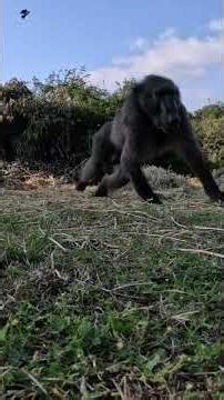 Giant Baboon Speed Broadhead Test