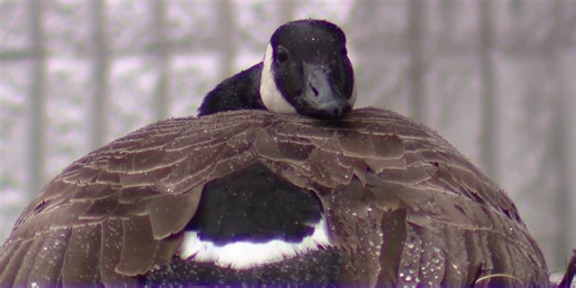 Man facing animal cruelty charges for allegedly attacking a nesting goose